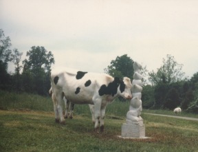 cow scratching 2