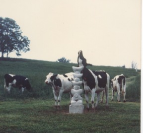 cow scratching